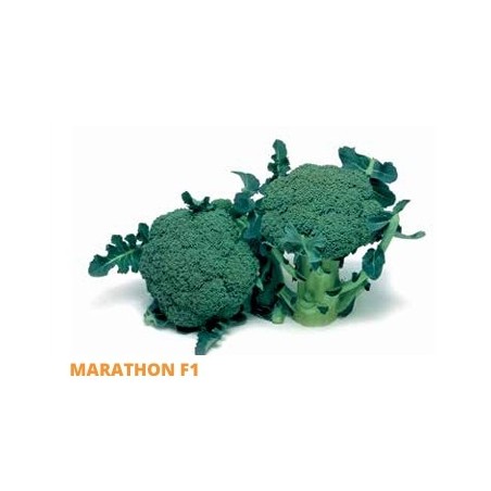 Σπόρος Μπρόκολο MARATHON F1   75-80 ημερών  10.000 σπόρων SAKATA