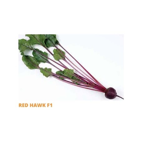 Σπόρος Παντζάρι RED HAWK  F1 50.000 σπόρων SAKATA