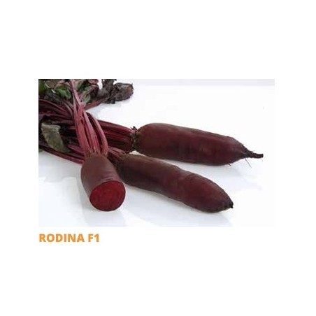 Σπόρος Παντζάρι RODINA  F1 50.000 σπόρων SAKATA