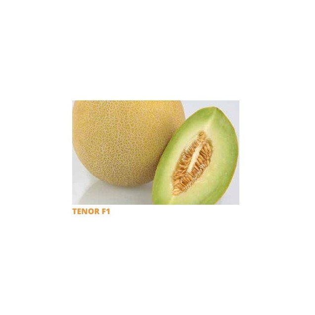 Σπόρος Πεπόνι TENOR  F1 1000 σπόρων SAKATA
