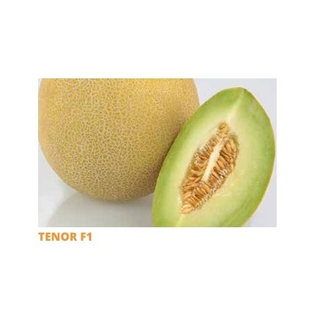 Σπόρος Πεπόνι TENOR  F1 1000 σπόρων SAKATA