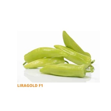 Σπόρος Πιπεριά LIRAGOLD  F1 1000 σπόρων SAKATA