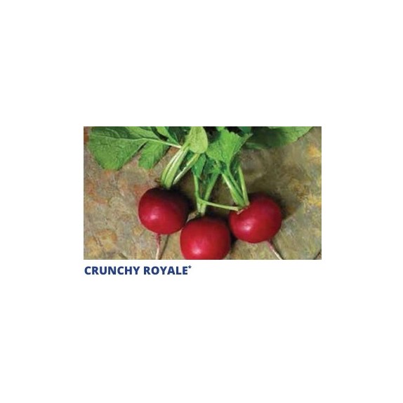 Σπόρος Ραπάνι  CRUNCHY ROYALE  F1 10.000 σπόρων SAKATA