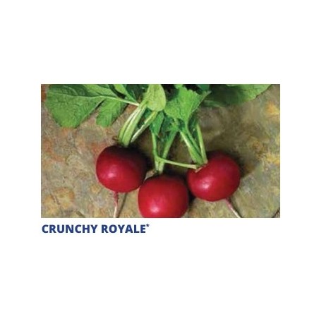 Σπόρος Ραπάνι  CRUNCHY ROYALE  F1 10.000 σπόρων SAKATA