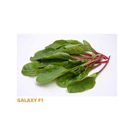 Σπόρος Σέσκουλο GALAXY  F1 50.000 σπόρων SAKATA