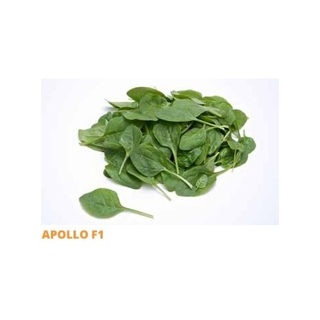 Σπόρος Σπανάκι APOLLO  F1 9 δυτικού τύπου, για άνοιξη φθινόπωρο SAKATA