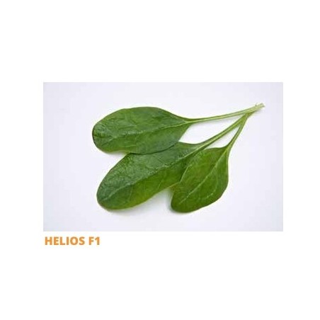 Σπόρος Σπανάκι HELIOS  F1 9 δυτικού τύπου για άνοιξη-καλοκαίρι SAKATA