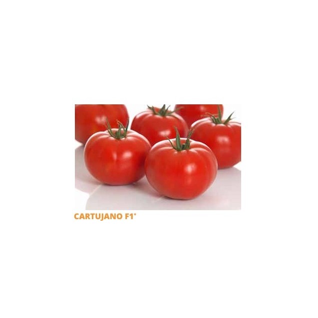 Σπόρος Τομάτα αναρριχώμενη CARTUJANO  F1 1000 σπόρων SAKATA