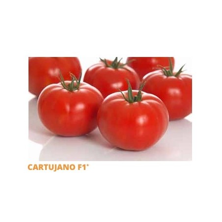 Σπόρος Τομάτα αναρριχώμενη CARTUJANO  F1 1000 σπόρων SAKATA