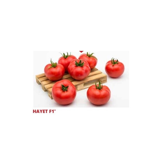 Σπόρος Τομάτα αναρριχώμενη HAYET  F1 1000 σπόρων SAKATA