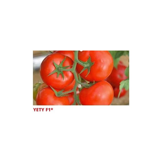Σπόρος Τομάτα αναρριχώμενη YETY  F1 1000 σπόρων SAKATA