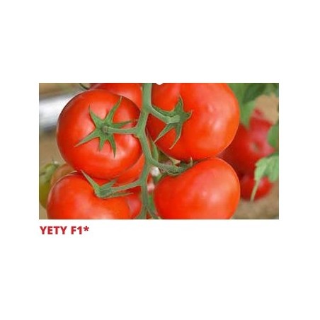 Σπόρος Τομάτα αναρριχώμενη YETY  F1 1000 σπόρων SAKATA