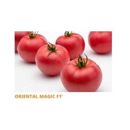 Σπόρος Τομάτα αναρριχώμενη ORIENTAL MAGIC  F1 1000 σπόρων SAKATA