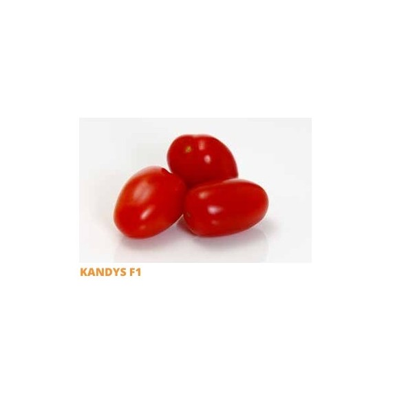 Σπόρος Τομάτα αναρριχώμενη KANDYS  F1 1000 σπόρων SAKATA