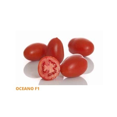 Σπόρος Τομάτα αναρριχώμενη OCEANO  F1 1000 σπόρων SAKATA