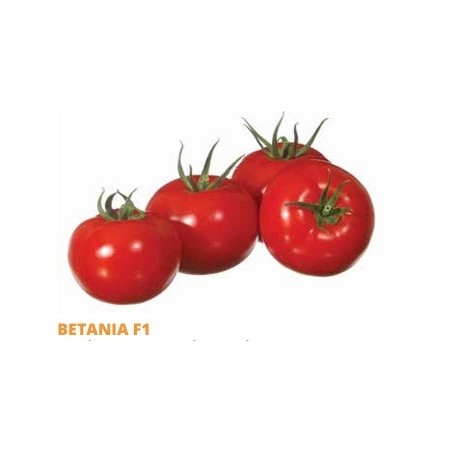 Σπόρος Τομάτα αυτοκλαδευόμενη BETANIA  F1 1000 σπόρων SAKATA