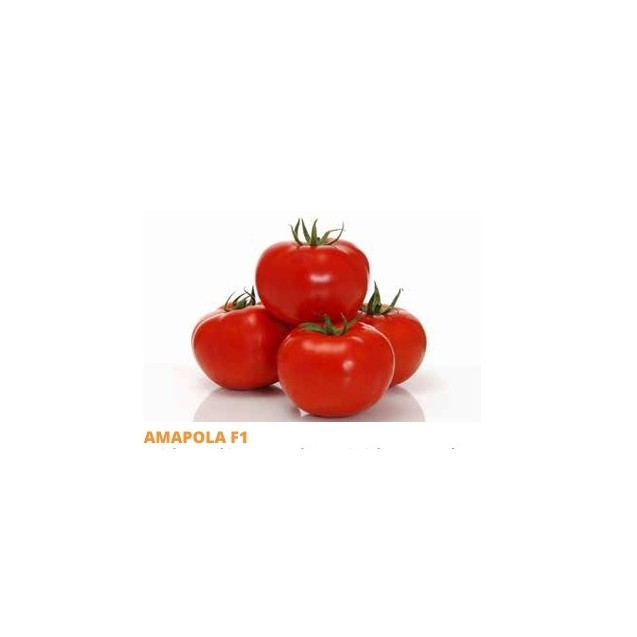 Σπόρος Τομάτα αυτοκλαδευόμενη AMAPOLA  F1 1000 σπόρων SAKATA