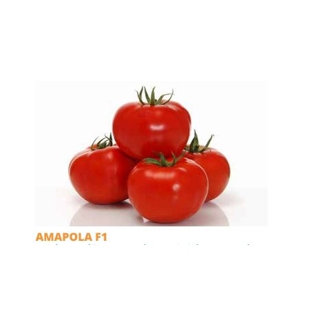 Σπόρος Τομάτα αυτοκλαδευόμενη AMAPOLA  F1 1000 σπόρων SAKATA