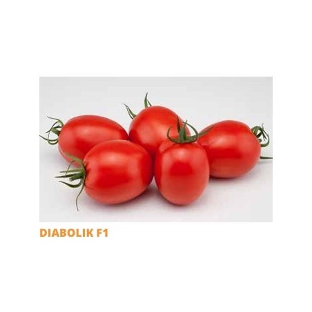 Σπόρος Τομάτα αυτοκλαδευόμενη DIABOLIK  F1 1000 σπόρων SAKATA