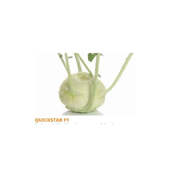 Σπόρος Λαχανόριζα Kohlrabi QUICKSTAR F1  2500 σπόρων SAKATA