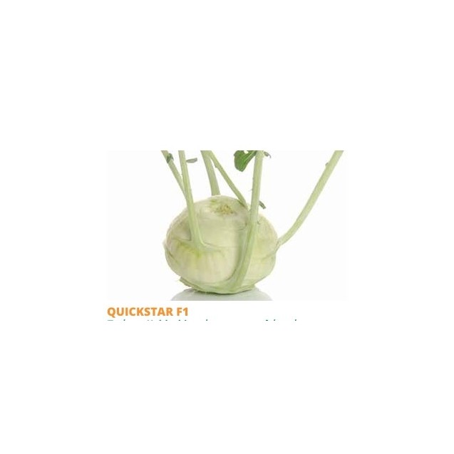Σπόρος Λαχανόριζα Kohlrabi QUICKSTAR F1  2500 σπόρων SAKATA