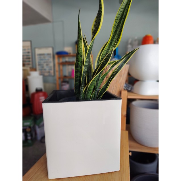Γλάστρα Κύβος BRILL 36x36x36cm White γυαλιστερό με εσωτερικό κάδο αποστράγγισης