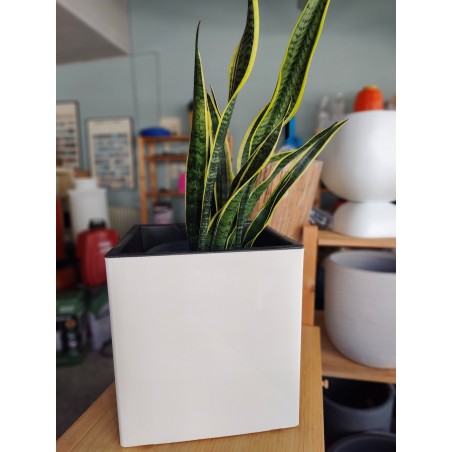 Γλάστρα Κύβος BRILL 36x36x36cm White γυαλιστερό με εσωτερικό κάδο αποστράγγισης