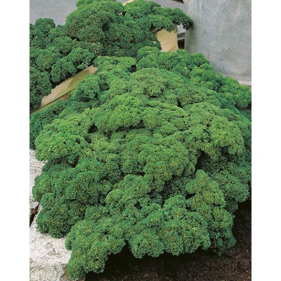 ΜΑΪΝΤΑΝΟΣ MOSS CURLED ΕURO