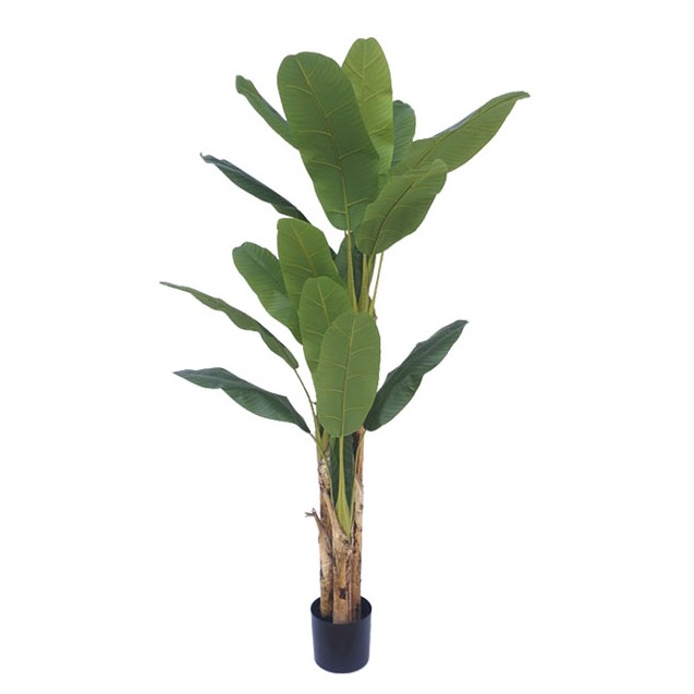 ΔΕΝΤΡΟ ΜΠΑΝΑΝΙΑ ΤΡΙΠΛΗ REAL TOUCH ΣΕ ΓΛΑΣΤΡΑ - Υ190cm 2/ΚΙΒ