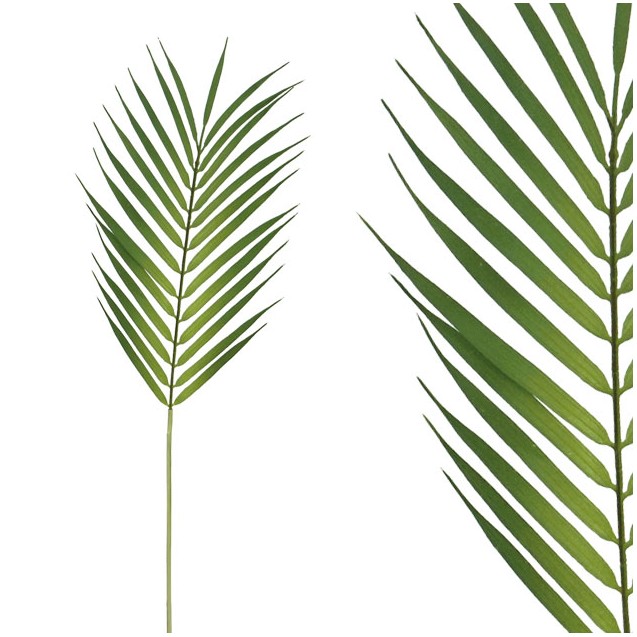 ΚΛΑΔΙ ΦΥΛΛΟ ΦΟΙΝΙΚΑ Υ60cm 72/864ΚΙΒ