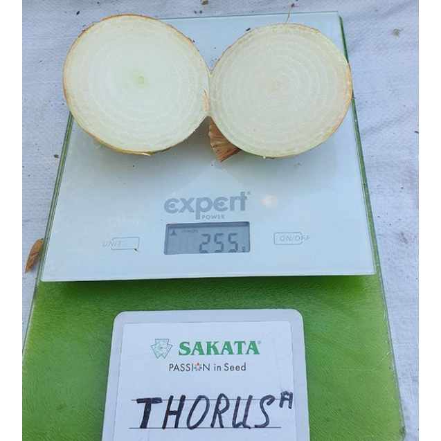 Σπόρος Κρεμμύδι THORUS  F1 100.000 σπόρων SAKATA