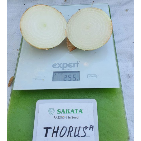 Σπόρος Κρεμμύδι THORUS  F1 100.000 σπόρων SAKATA