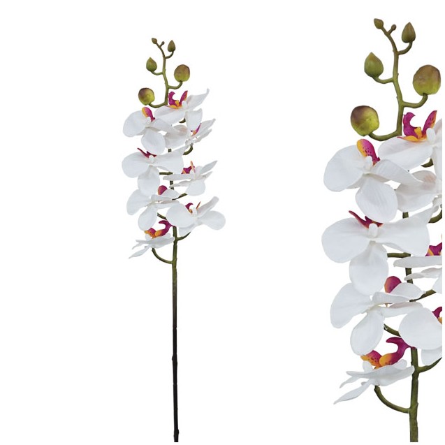 ΚΛΑΔΙ ΦΑΝΕΛΟΨ ΛΕΥΚΟ/ΡΟΖ Υ76cm.12/144KIB