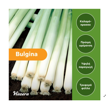 Σπόρος Πράσσο Bulgina 100.000 σπόροι Hazera καλαμοπρασσο