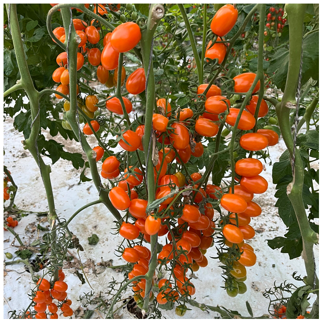 Τομάτα ORANGE MOON F1 Hazera | Πορτοκαλί Mini Plum