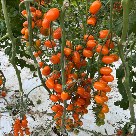 Τομάτα ORANGE MOON F1 Hazera | Πορτοκαλί Mini Plum