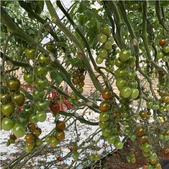 Τομάτα TENTADERO F1 Hazera | Πράσινη Cherry 12–15g