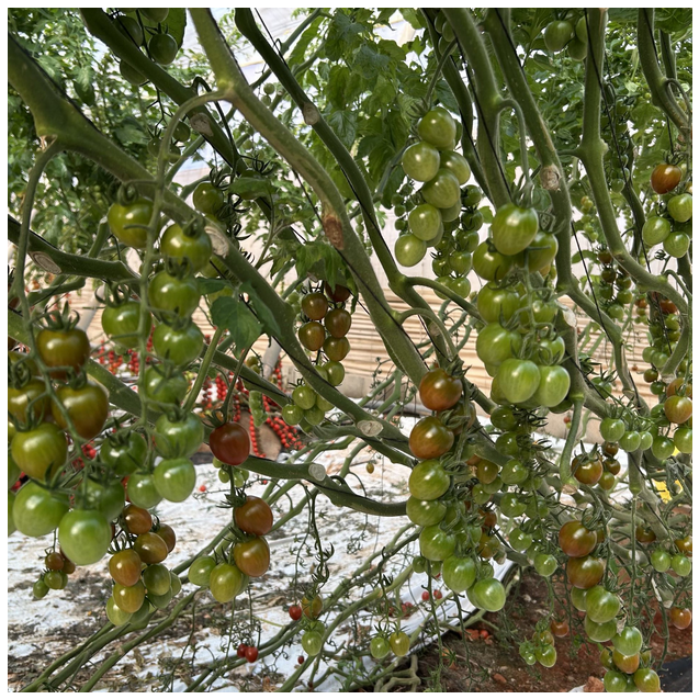 Τομάτα TENTADERO F1 Hazera | Πράσινη Cherry 12–15g