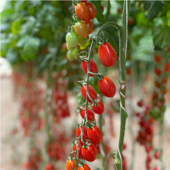 Τομάτα PENDRAGON F1 Hazera | Mini Plum cherry 12–14g ToBRFV