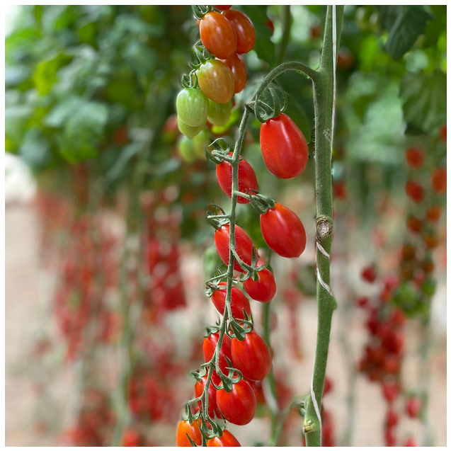 Τομάτα PENDRAGON F1 Hazera | Mini Plum cherry 12–14g ToBRFV