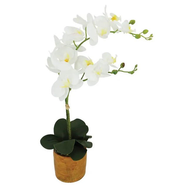 ΟΡΧΙΔΕΑ ΠΕΤΑΛΟΥΔΑ x2 ΛΕΥΚΟ REAL TOUCH ΣΕ ΚΑΣΠΩ Υ63cm 6/ΚΙΒ