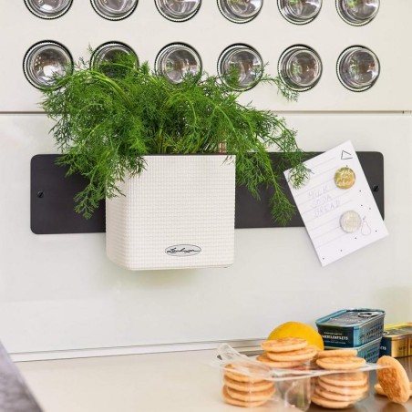 LECHUZA GREEN WALL HOME KIT | Κάθετος Κήπος Αυτοποτισμού