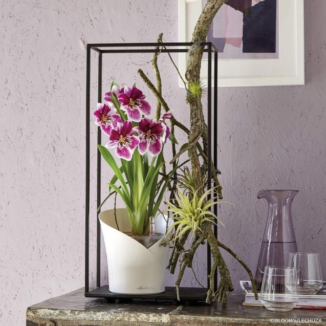 ECHUZA ORCHIDEA | Γλάστρα Αυτοποτισμού για Ορχιδέες