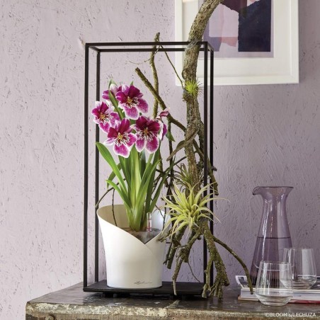 ECHUZA ORCHIDEA | Γλάστρα Αυτοποτισμού για Ορχιδέες
