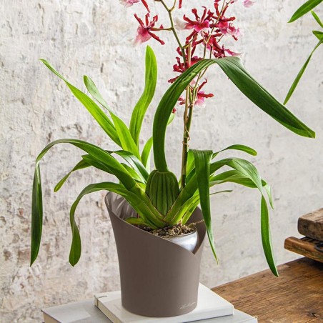 ECHUZA ORCHIDEA | Γλάστρα Αυτοποτισμού για Ορχιδέες