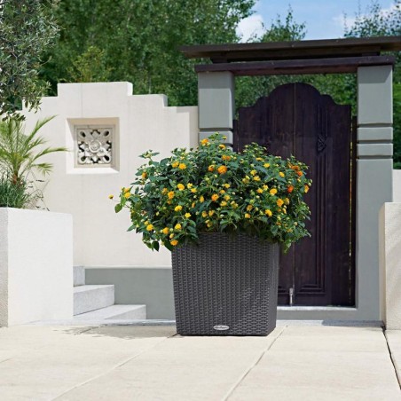 LECHUZA CUBE Cottage 40 | Γλάστρα Αυτοποτισμού