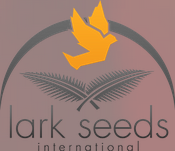 Lark seeds
